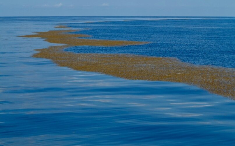 Знаменитые водоросли Саргассово моря