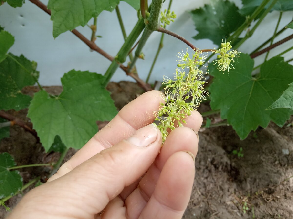 Цветение винограда в августе: 11 фото и как решить проблему отсутствия цветения у 3-летнего винограда