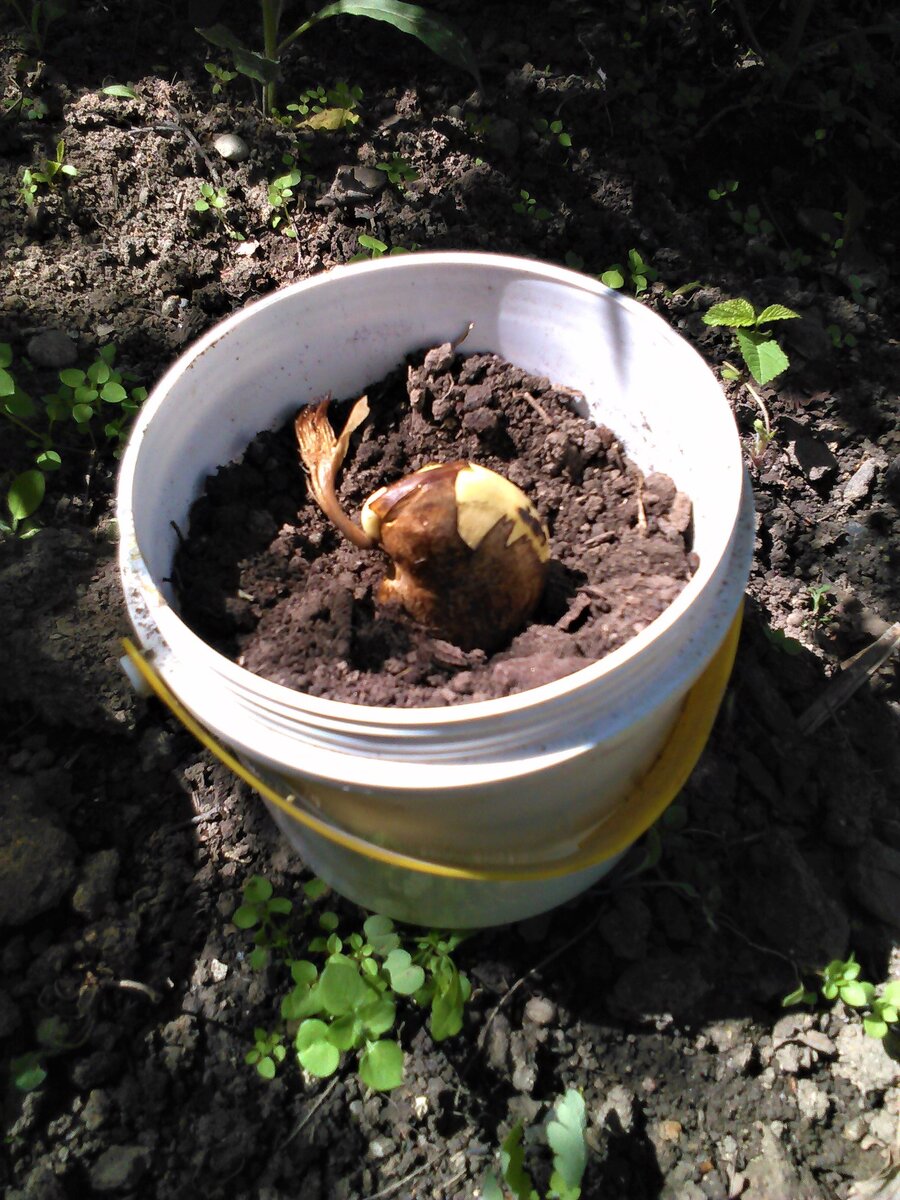 Посадка семечка манго. Фото автора