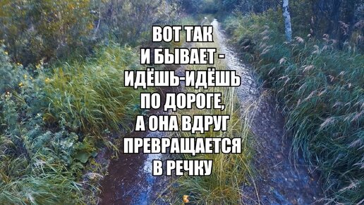 Шёл по дорожке в байкальской тайге к перевалу, никого не трогал. А дорожка вдруг стала превращаться в реку!