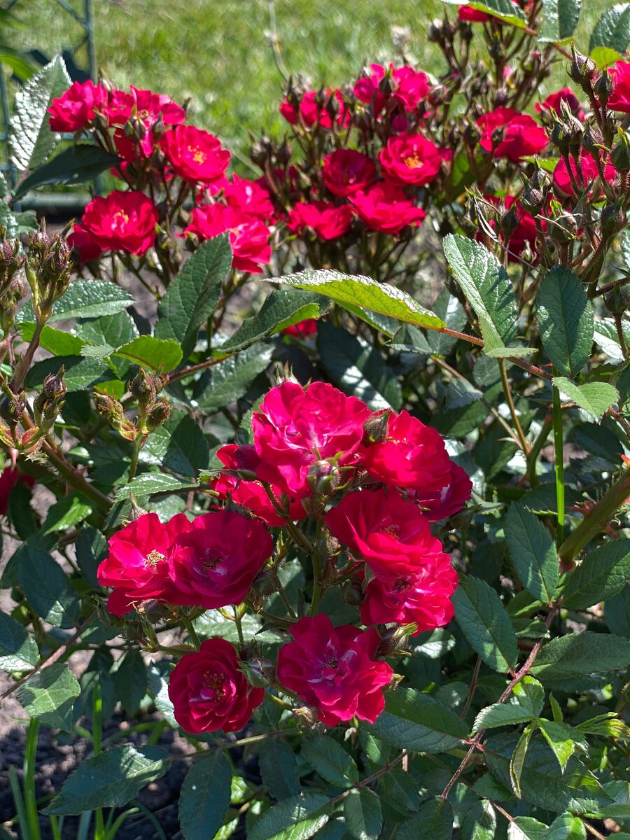 Ирбитская роза Южное растение