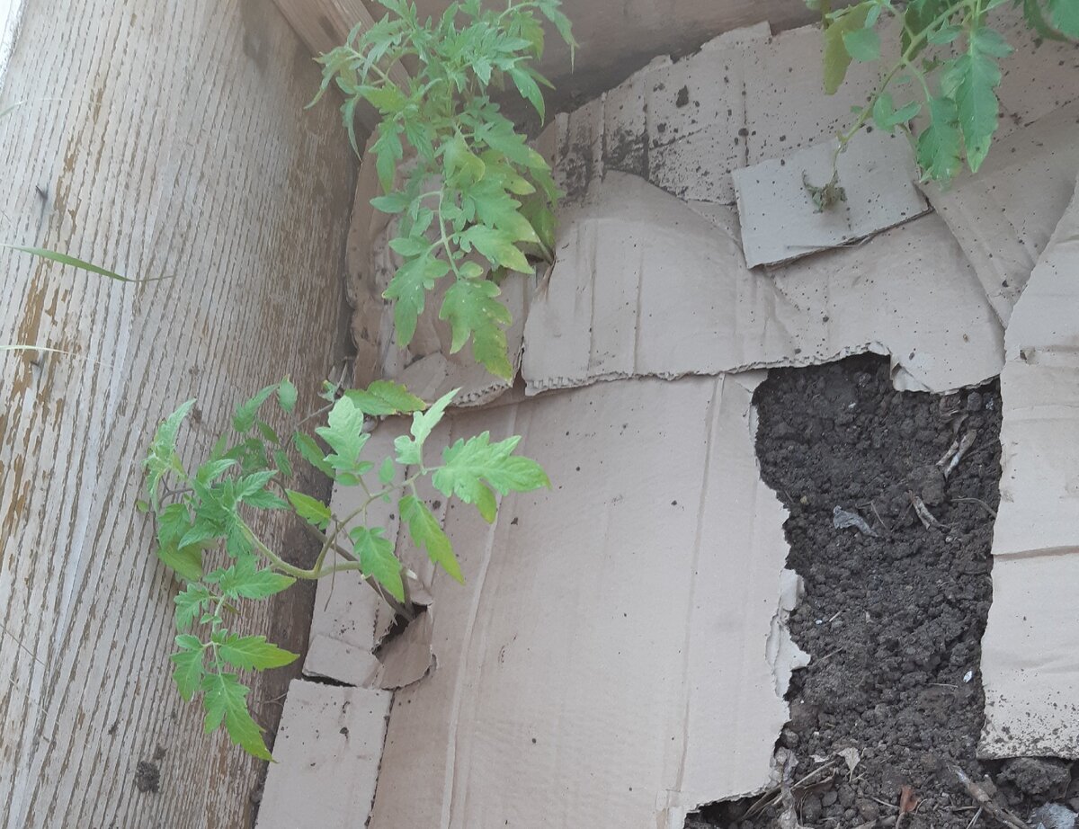 Картон высох в течение 10 минут, так как стояла жара.