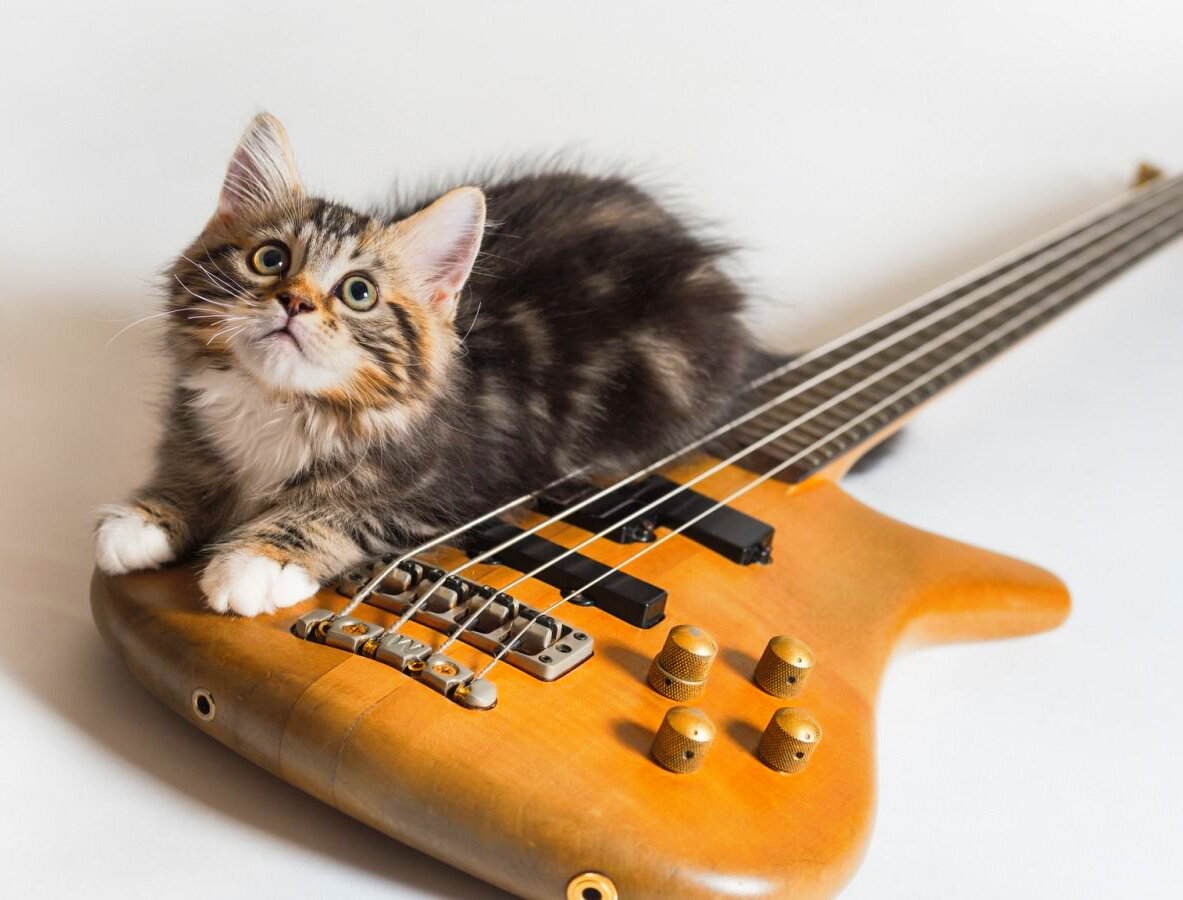rockcat