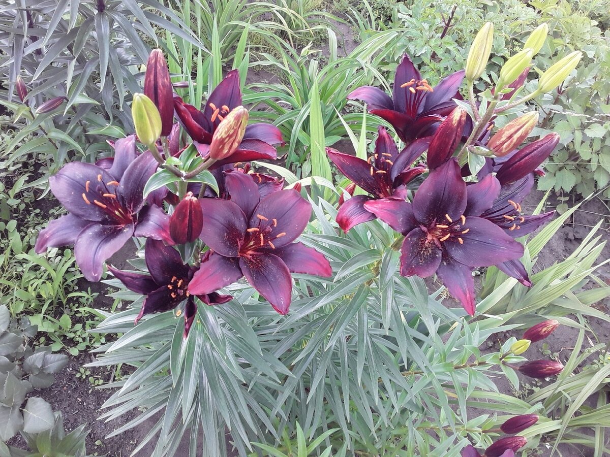 Лилия азиатская, сорт Mapira