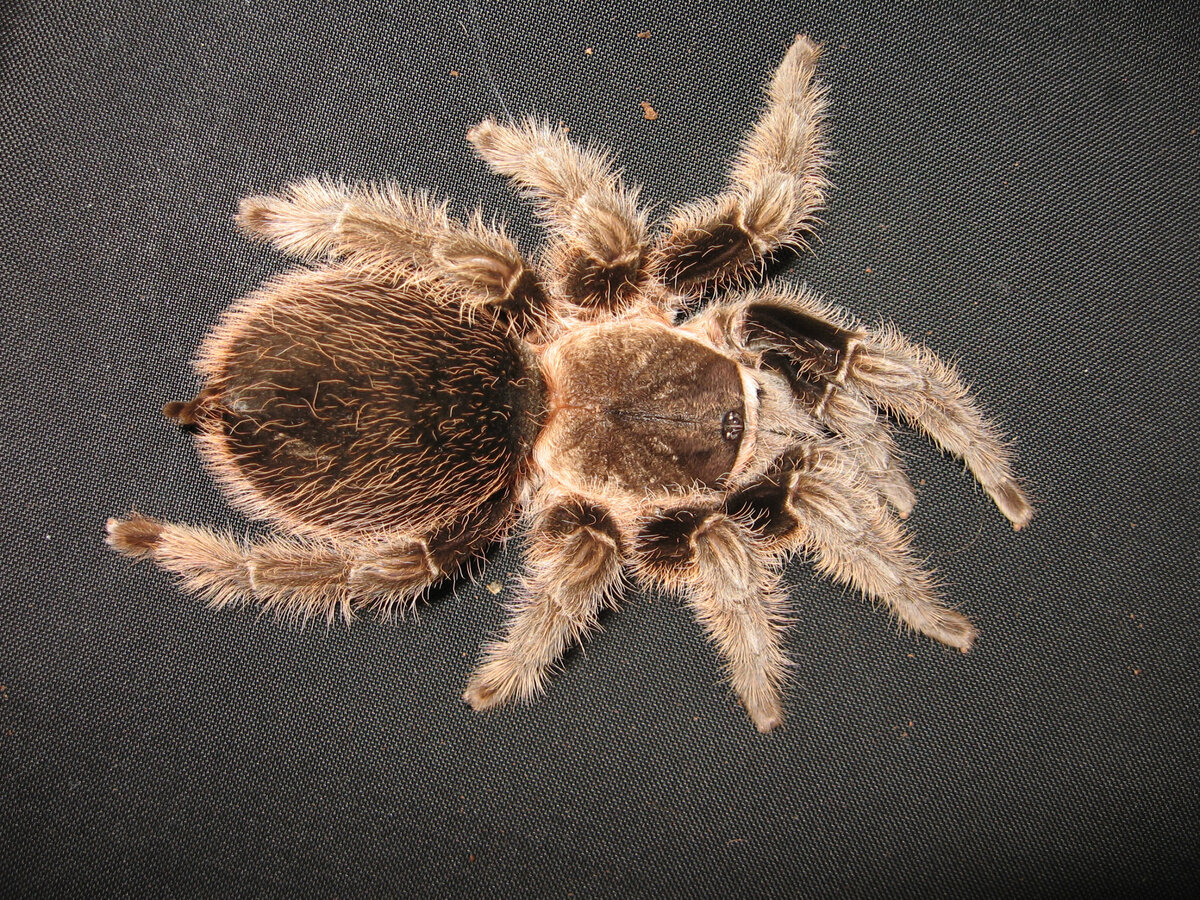 Если листать фото, то вы увидите все аксессуары которые шли с ней в комплекте