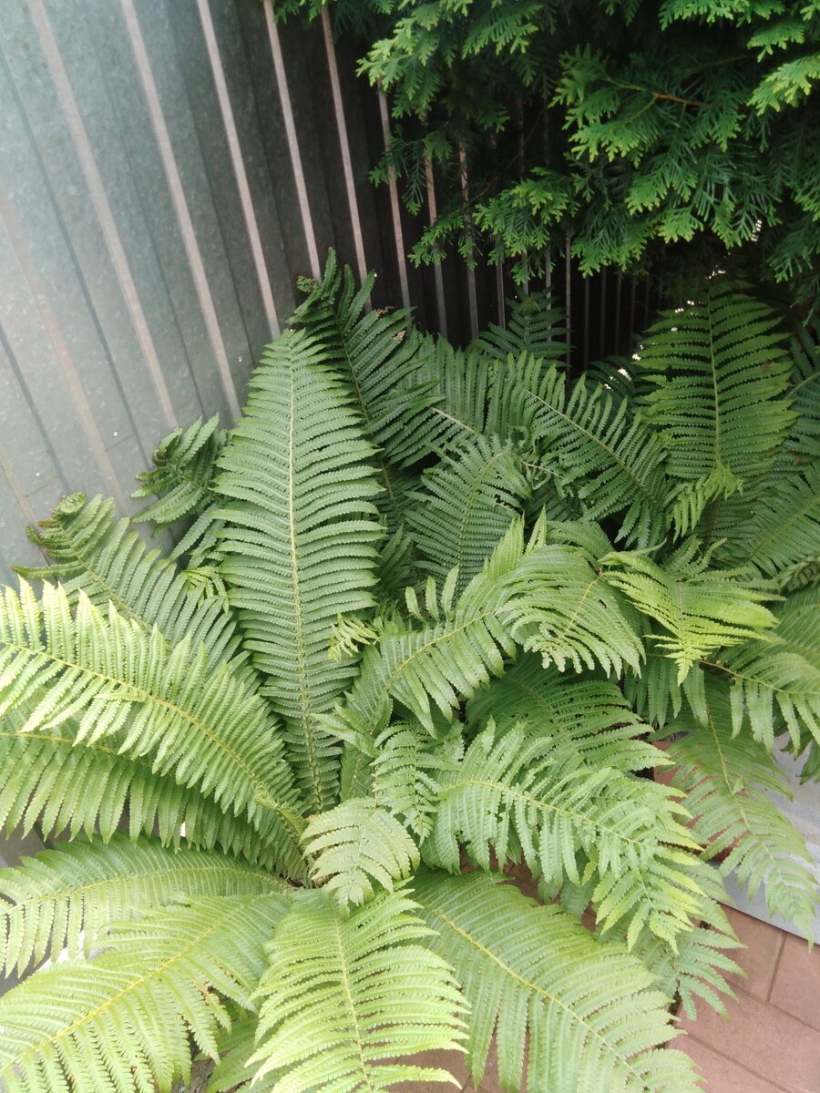 Папоротник - красавец и помощник!