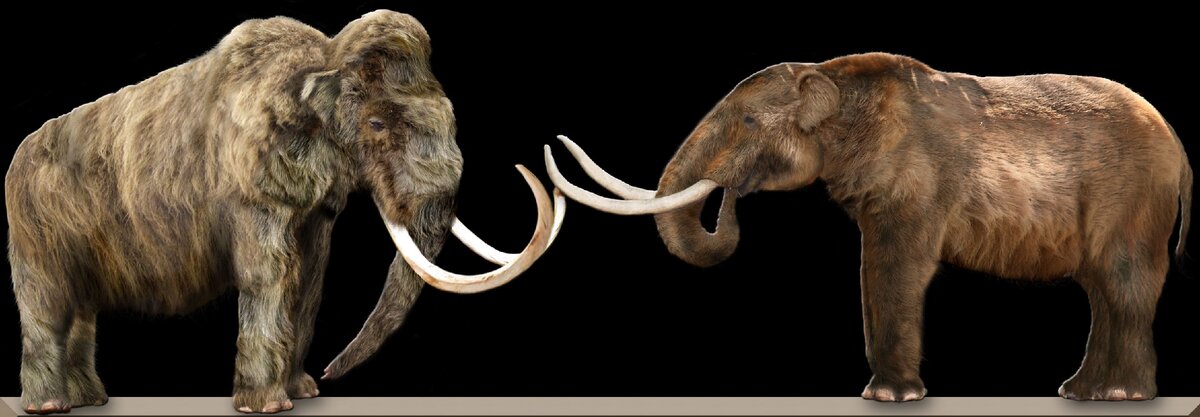 Сравнение мамонта (слева) и американского мастодонта (справа) (Wikimedia Commons)