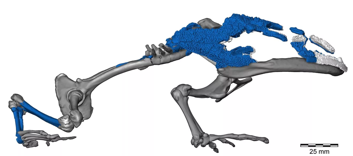 Впервые лягушку описали совсем недавно, в 2008 году. 