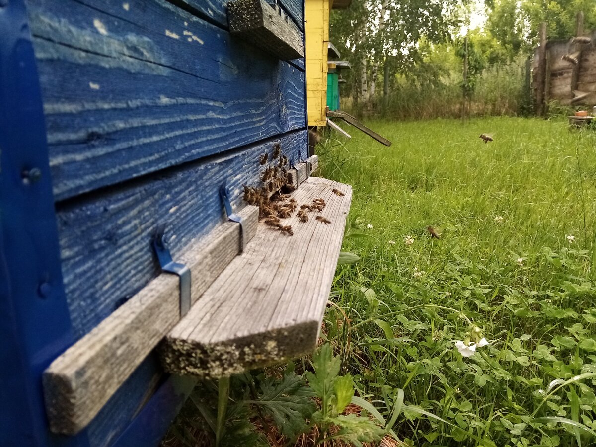 Пчелиный рой