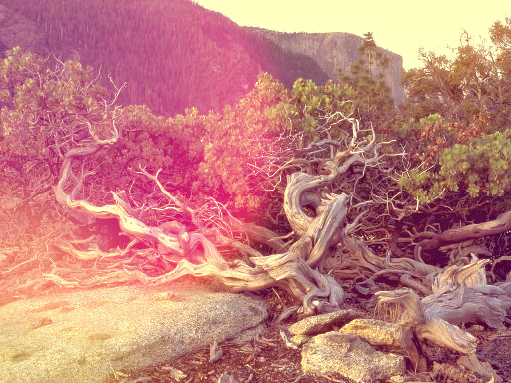 Лешие частенько маскируются под сухие коряги  ( изображение из архива автора)