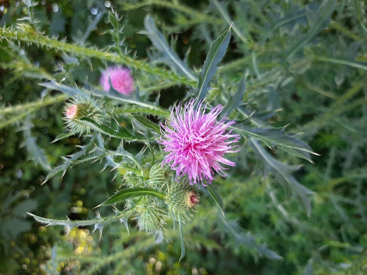 Чертополох - у нечисти переполох