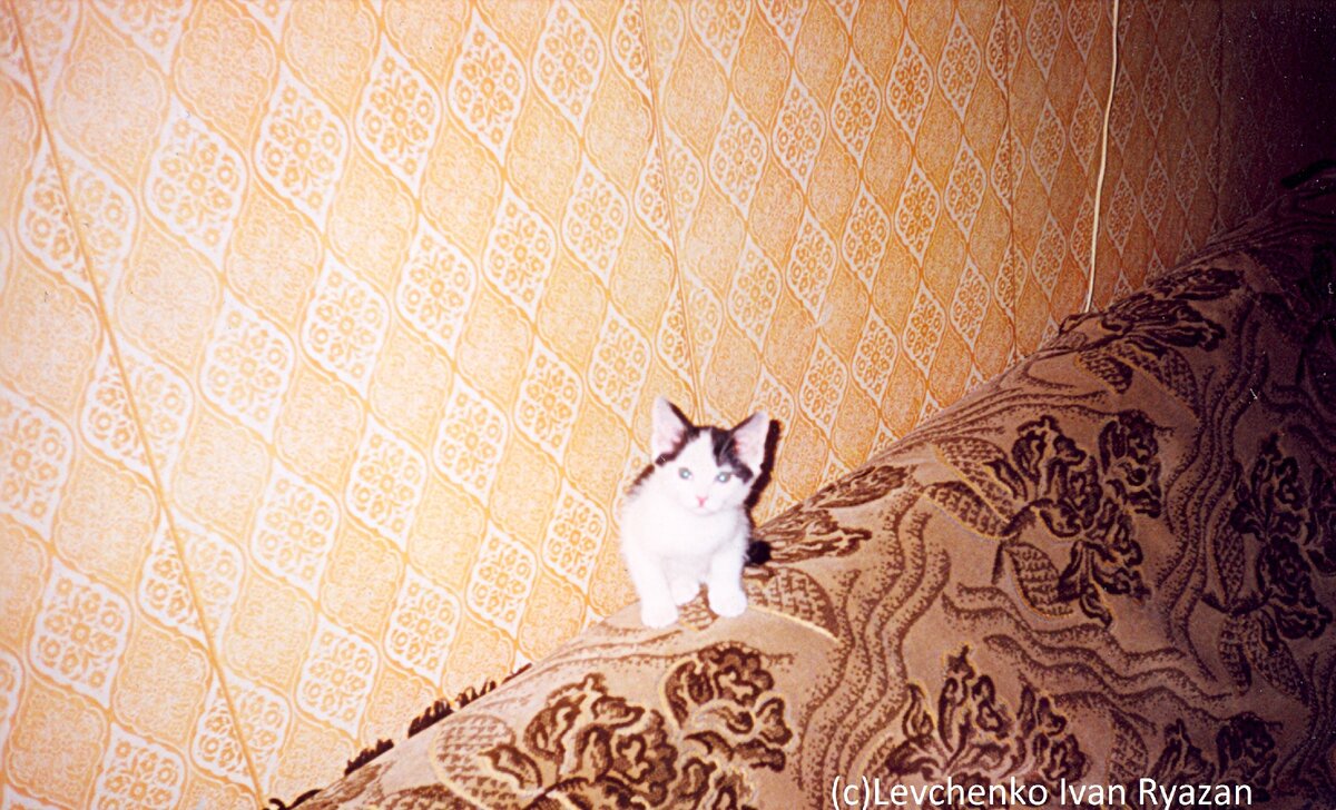 котенок Максик, первые месяцы жизни