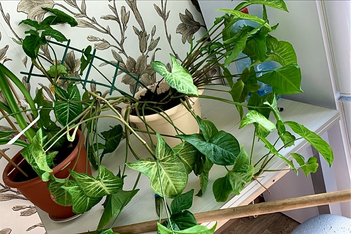 Сингониум до пересадки 