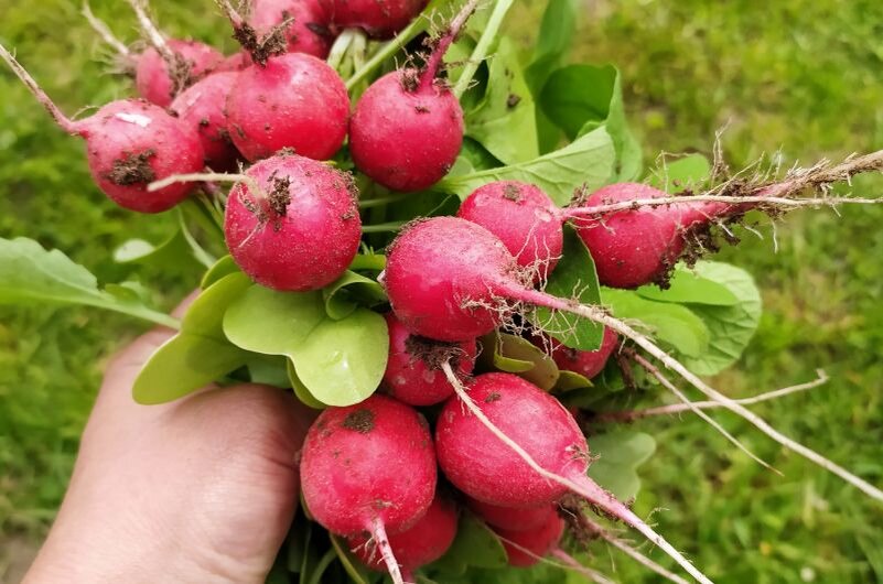 Вкусный редис. Сорт редиса который сочный и большой. Сорта редиса с короткой ботвой. Севооборот редис. Астраханская редиска зимой