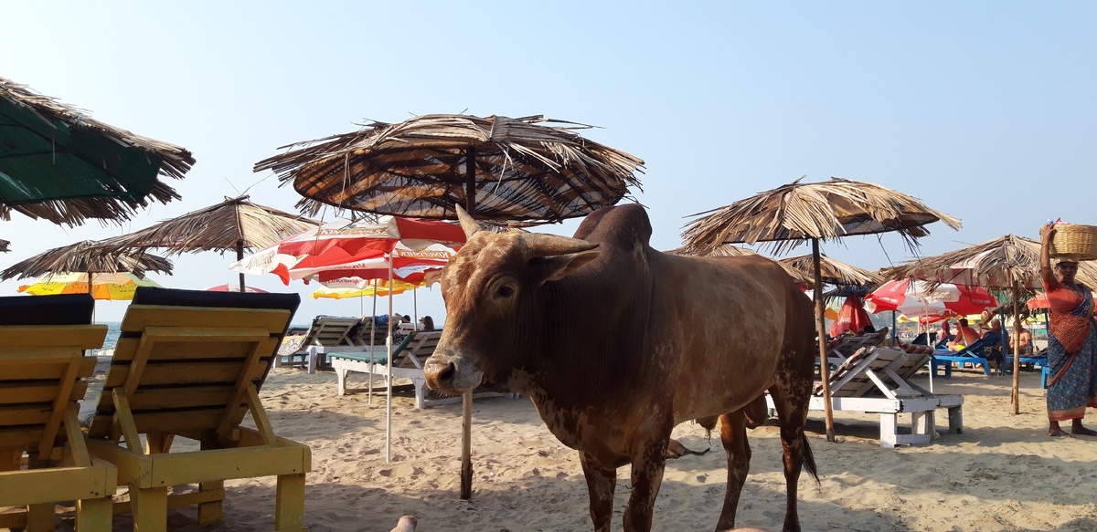 Пляж в ГОА (Вагатор) , январь 2019 года
