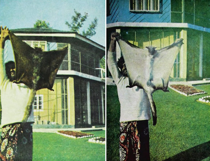 Biswamoyopterus biswasi, намдафская летяга. Коричневая со спины, светлая с пуза, хвост светлый. Длина тела белки – 40 см, не считая хвоста 60 см. Фото: Saha, 1981.