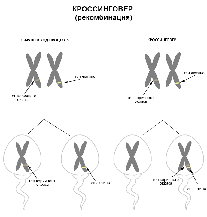 Схема автора. Хотите опубликовать - сообщите, пожалуйста.