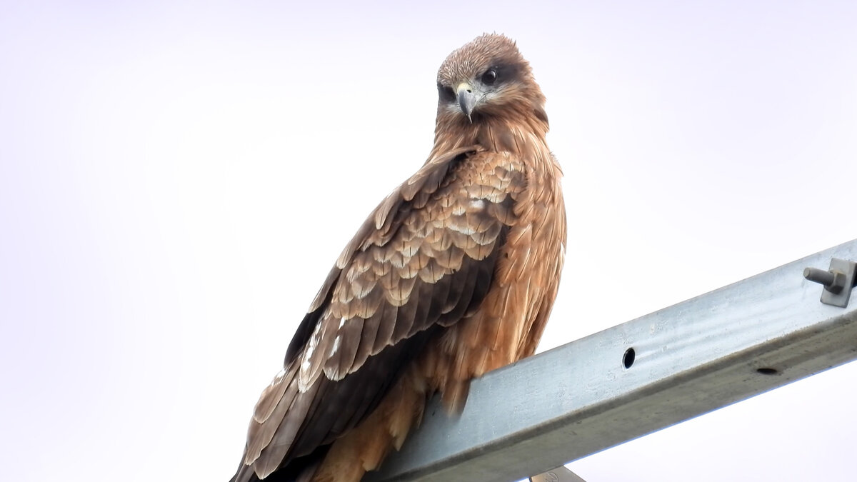 Черный коршун