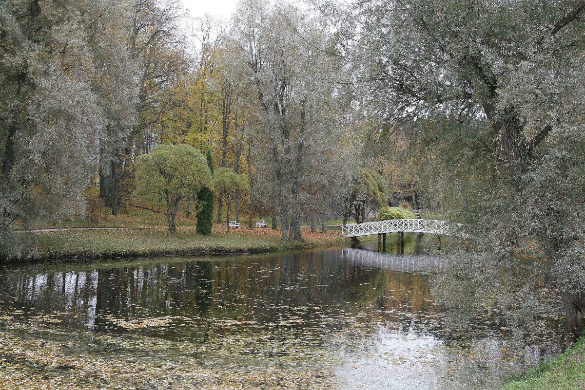 Серебристая осень. Серебряная осень. Осень серебристая. Осень в серебре. Серебряная осень картинки для детей.