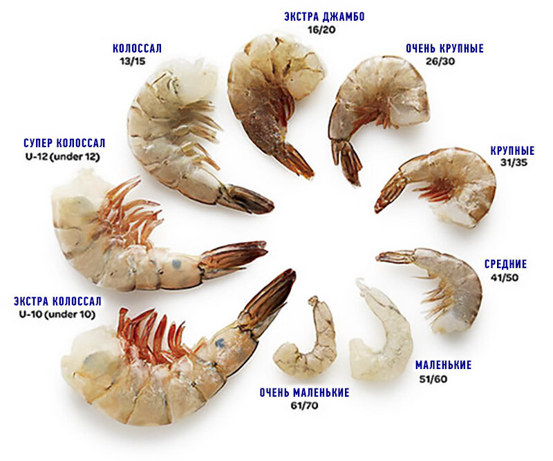 Чем отличаются креветки. Креветки размерный ряд 90/120. Размеры тигровых креветок таблица. Классификация креветок по размеру. Размерный ряд креветок 150/200.