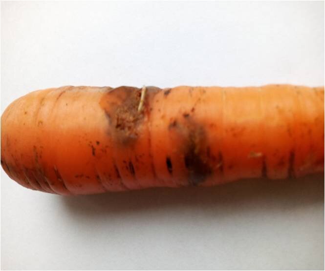 Луковая и морковная муха. Морковная Муха пестициды. Морковная Муха на моркови. Луковая и морковная Муха методы борьбы.