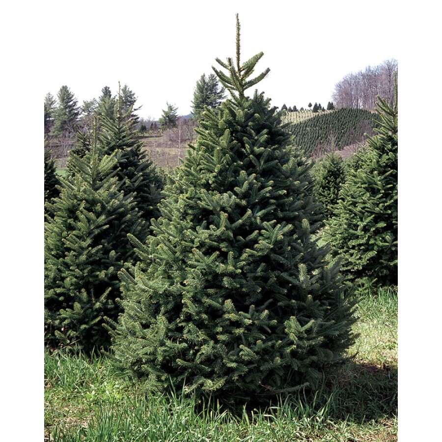 Елки пихта нордмана. Плантации новогодних елей. Питомники пихт. Пихта сибирская (a. Питомники пихт.