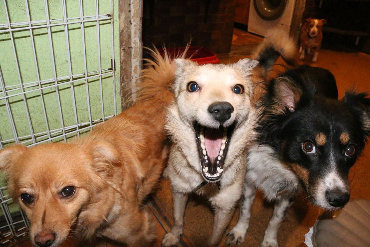 Тройка наших бандитов: Ириска, Ласка (в центре) и Ринго