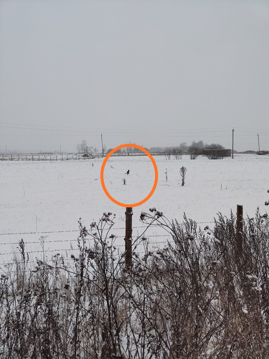 Загон для коров.