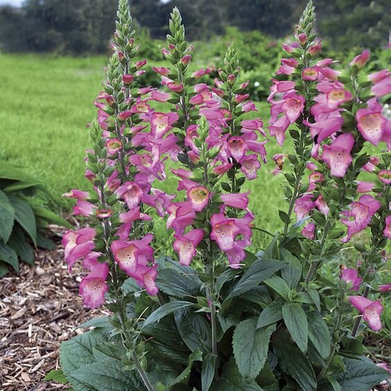 Фото с сайта https://www.pinterest.ru/pin/495184921507997854/ 