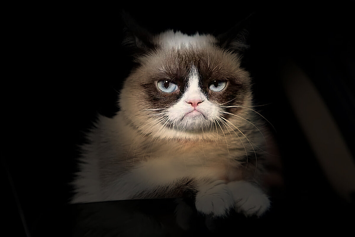 кот Тард, фото-интернет. Самый богатый котик!!!