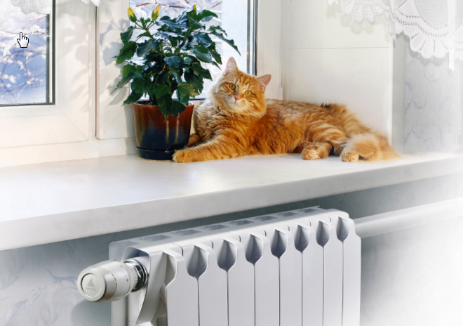 фото из интернета