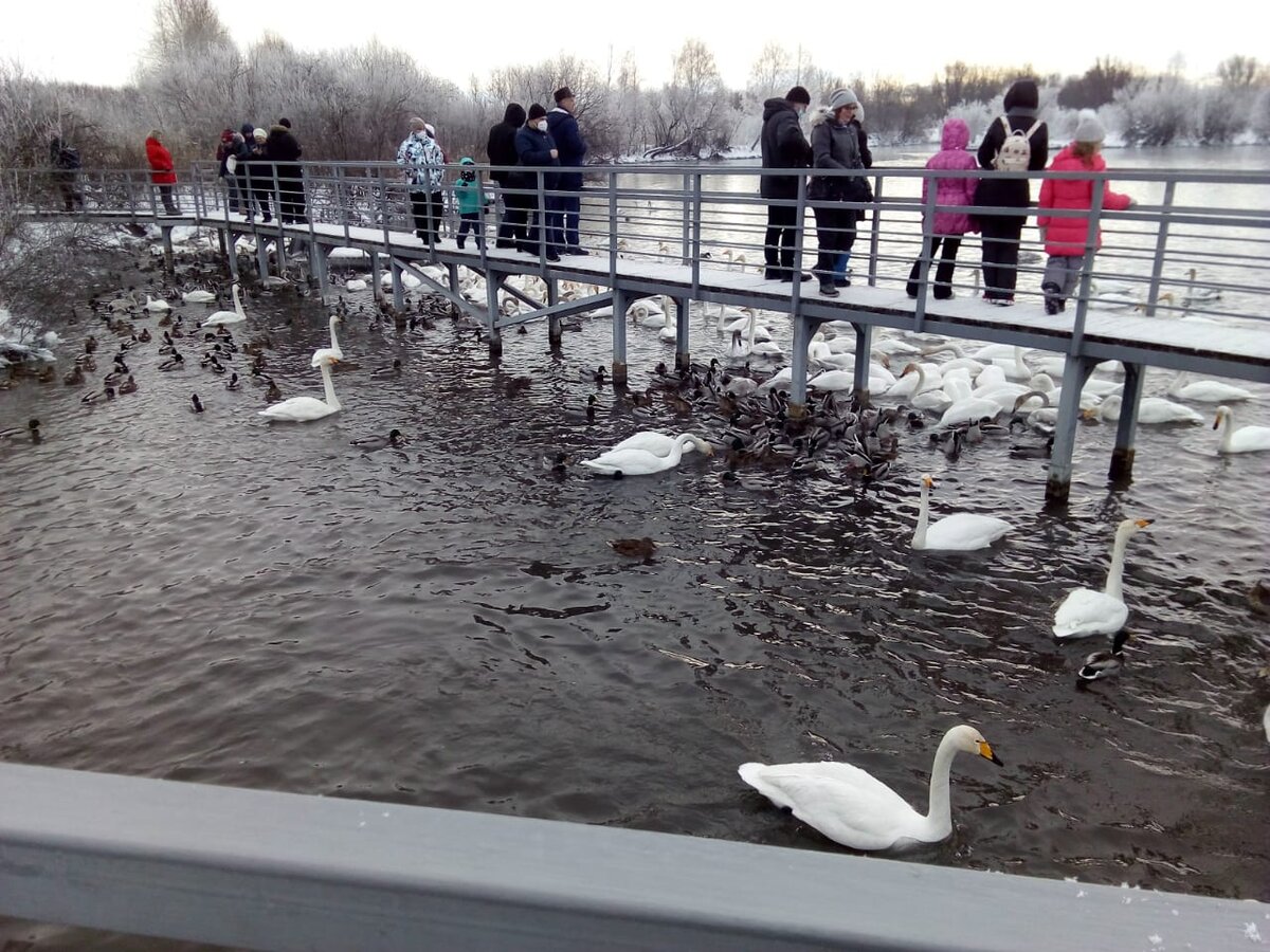 Для приезжающих в заказнике сделана смотровая площадка