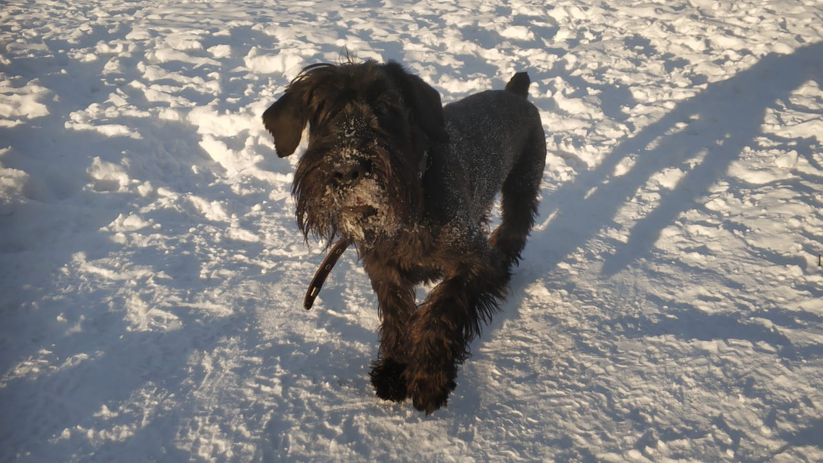 Моя собака с купированным хвостом)