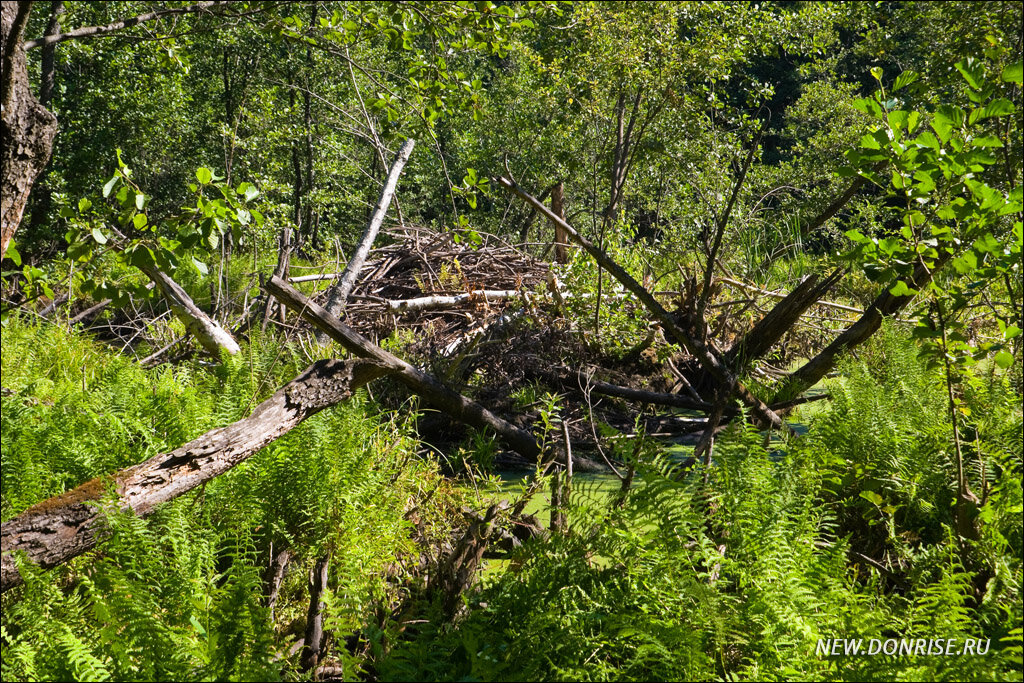 Бобровые сооружения