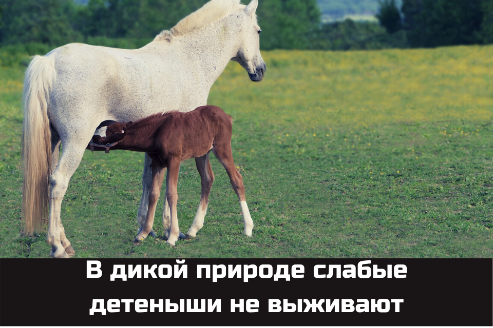 А иногда их съедает один из родителей...