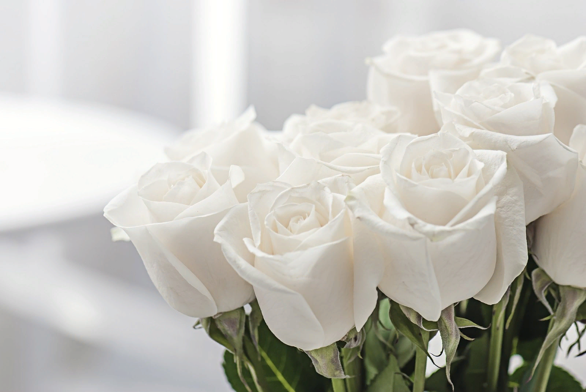 Символика белых роз
По легенде, эти нежные цветы молочного цвета росли в райском саду, где жили Адам и Ева.-2