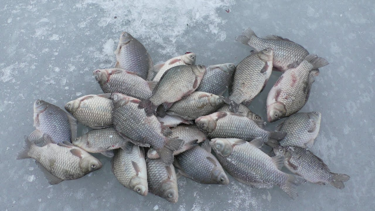 Зимняя рыбалка на окуня по перволедью и в глухозимье
