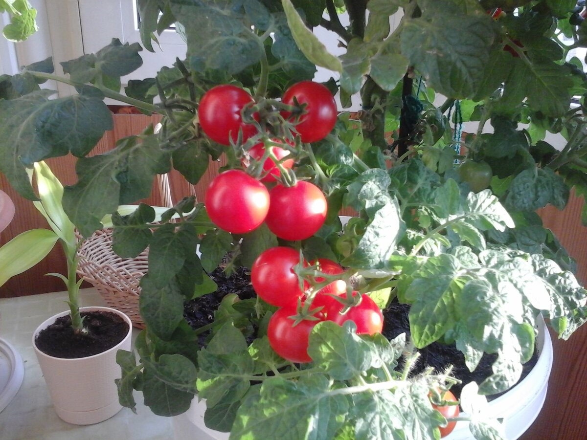 Отличный томат для балкона!