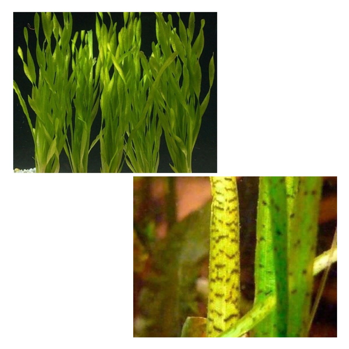 Валлиснерия спиральная и тигровая . Источник: Яндекс.Картинки 