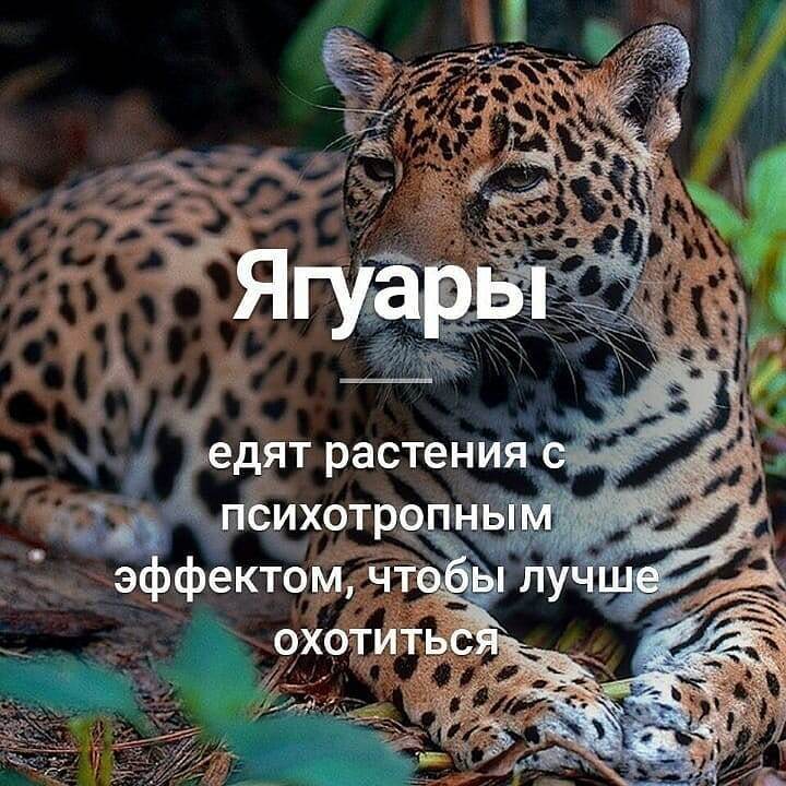 Интересные факты