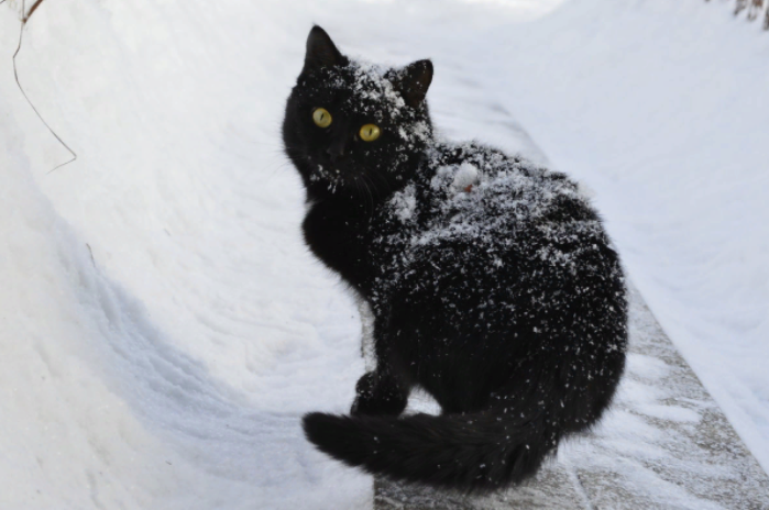 фото с сайта https://foto-cats.ru/