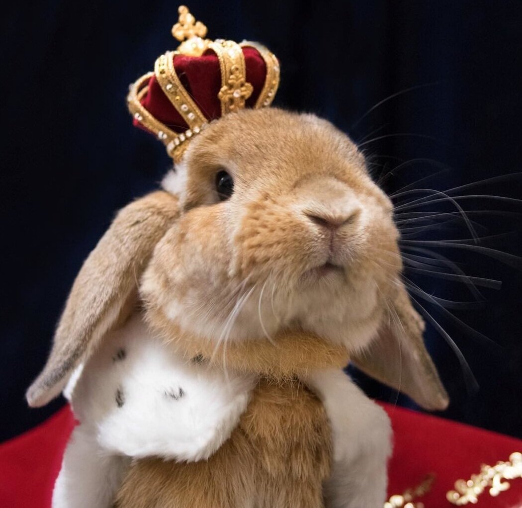 Ни кролик ни заяц