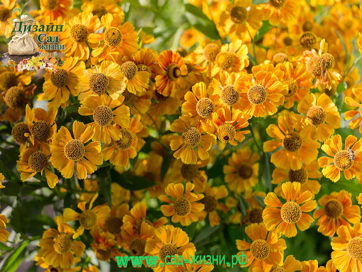 Гелениум сорта. Гелениум гибридный. Гелениум многолетний посадка. Гелениум гибридный (helenium). Гелениум гибридный.