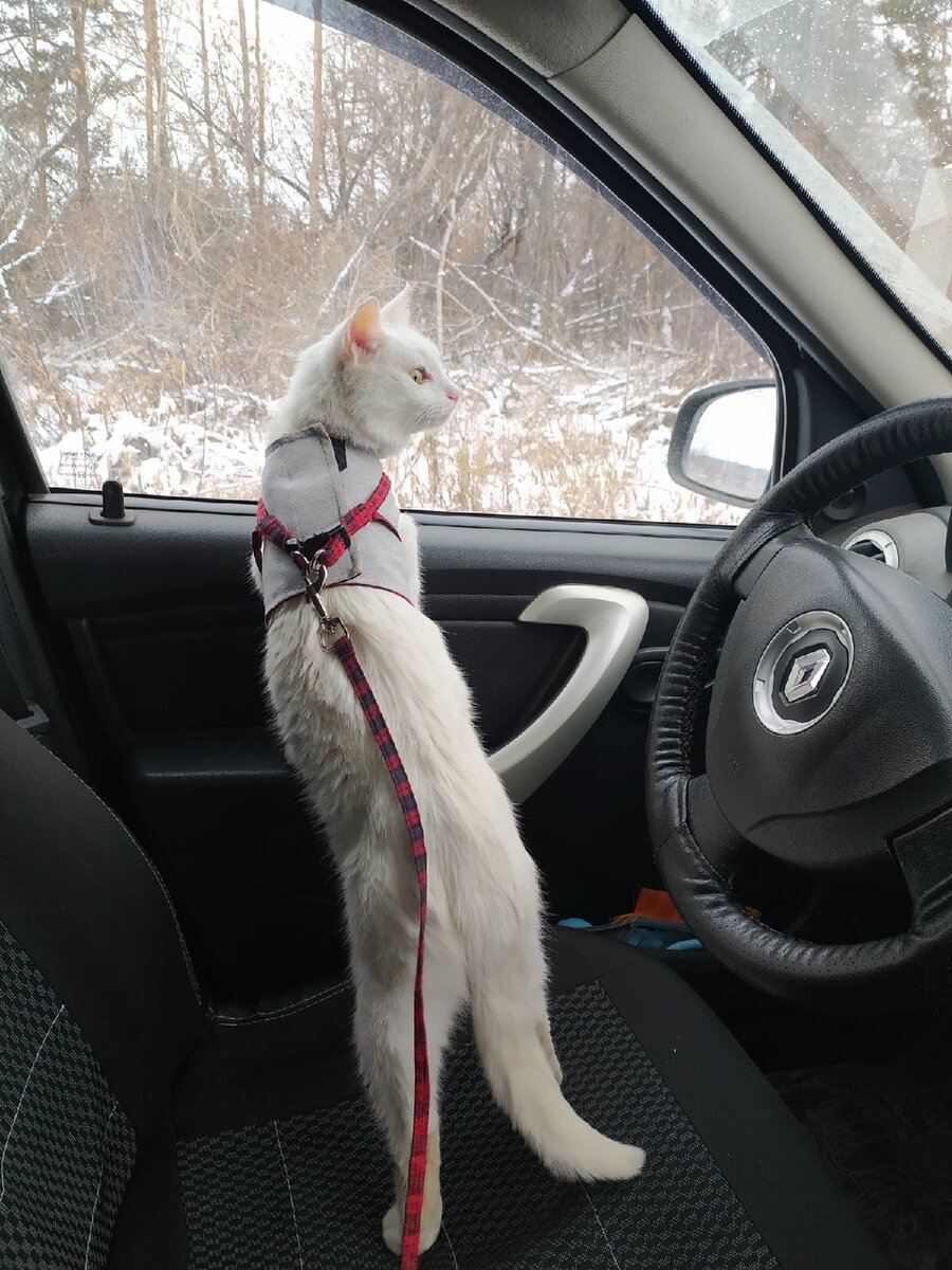 Полная свобода действий у кота в дороге