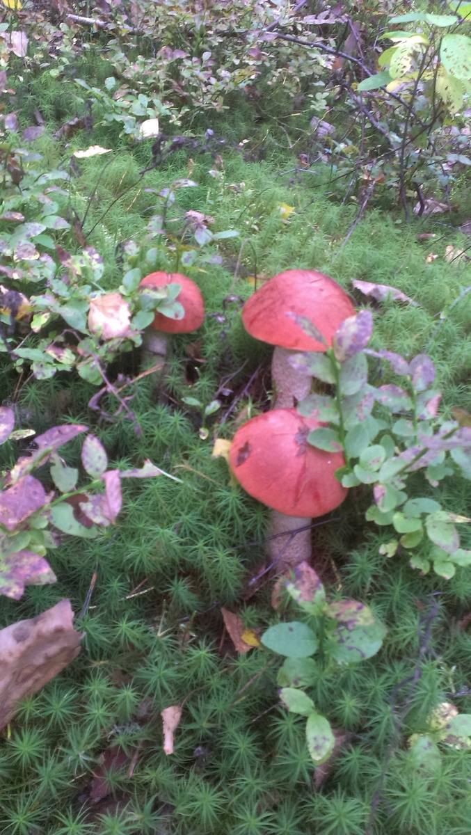 Как таких крепышей не срезать.