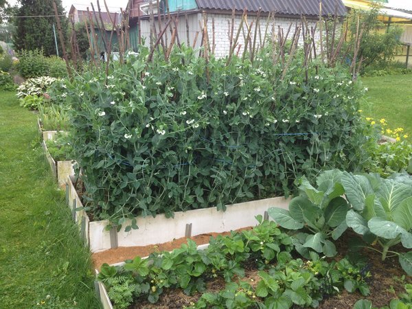 Подвязка гороха на грядке. Подвязать горох на грядке. Шпалера для гороха. Кукуруза фасоль тыква. Хорошие соседи для гороха.