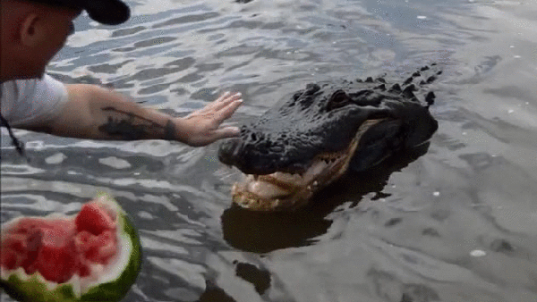 А ещё недавние исследования показали, что аллигаторы помимо мяска не прочь закусить и фруктами. 