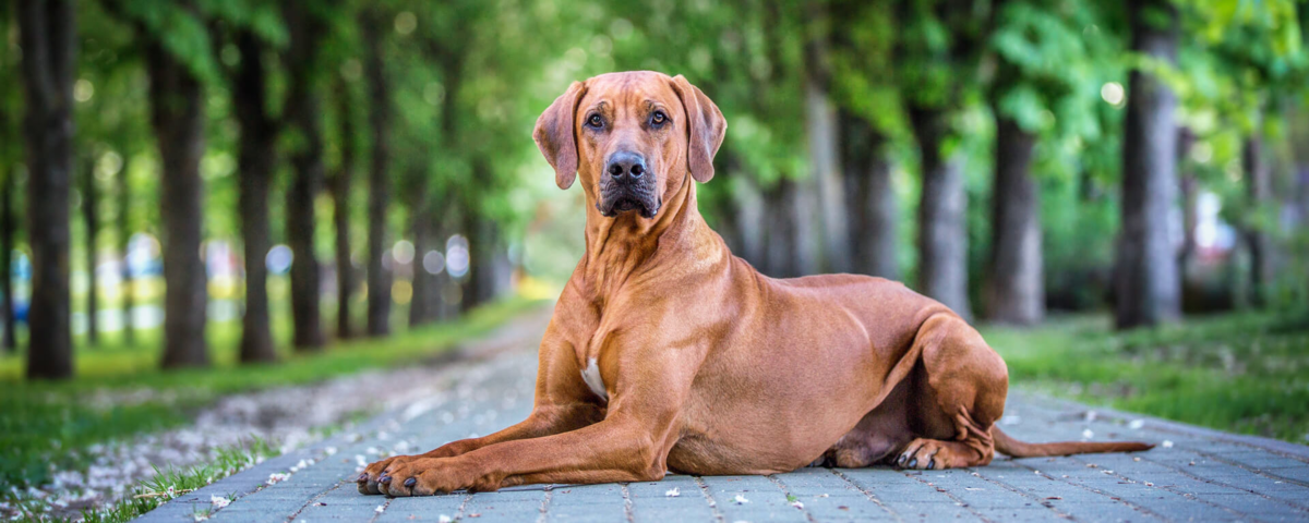 Энтерит у собак🐕