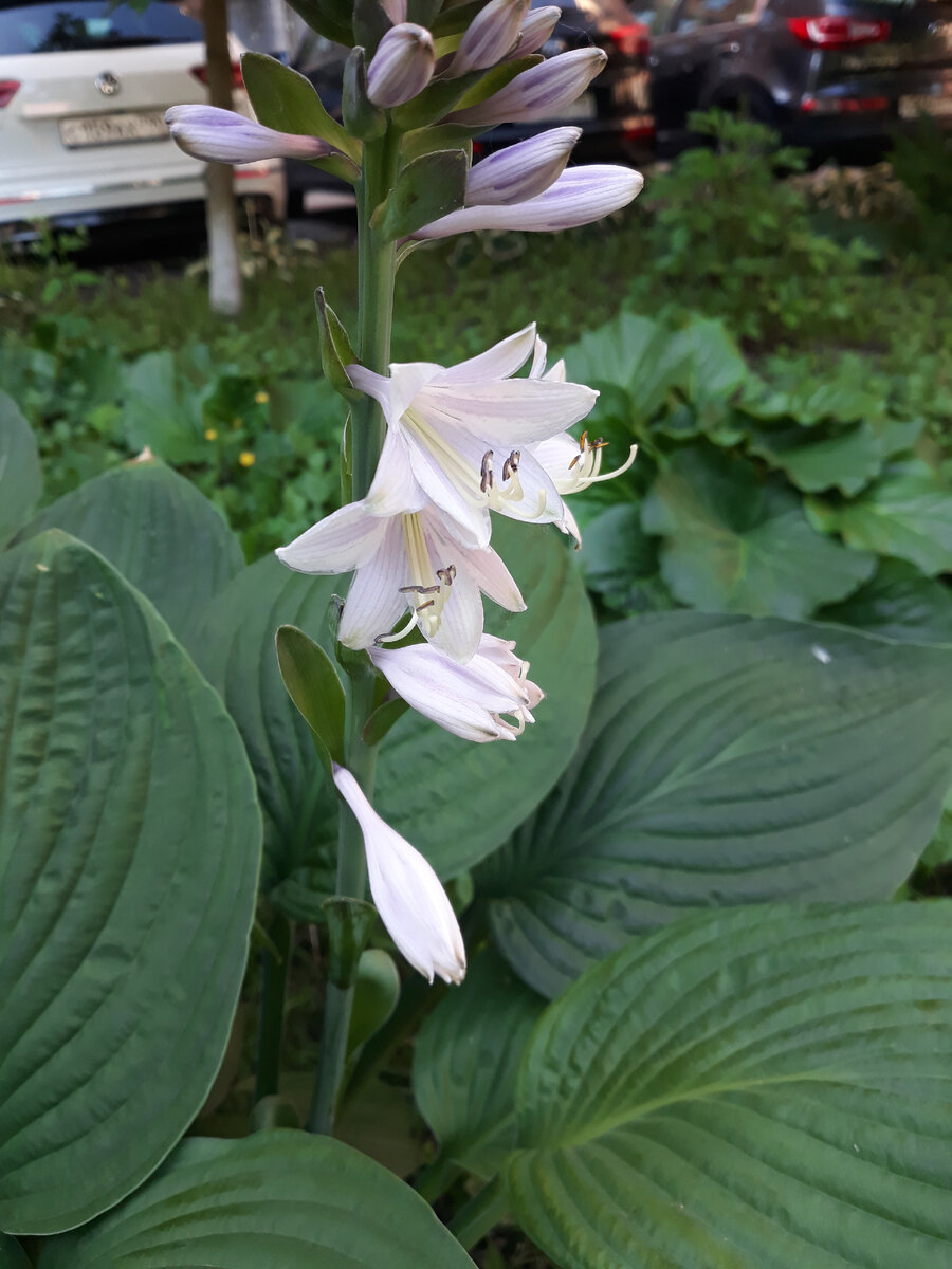 без цветочков я не я 😁