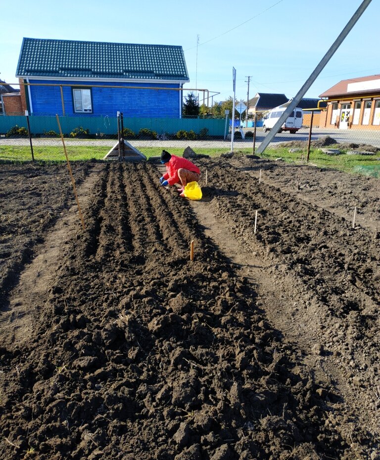 Посадка чеснока в последний октябрьский день.